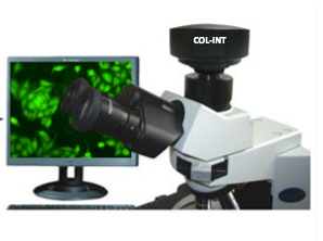Microscope --- Fluorescence